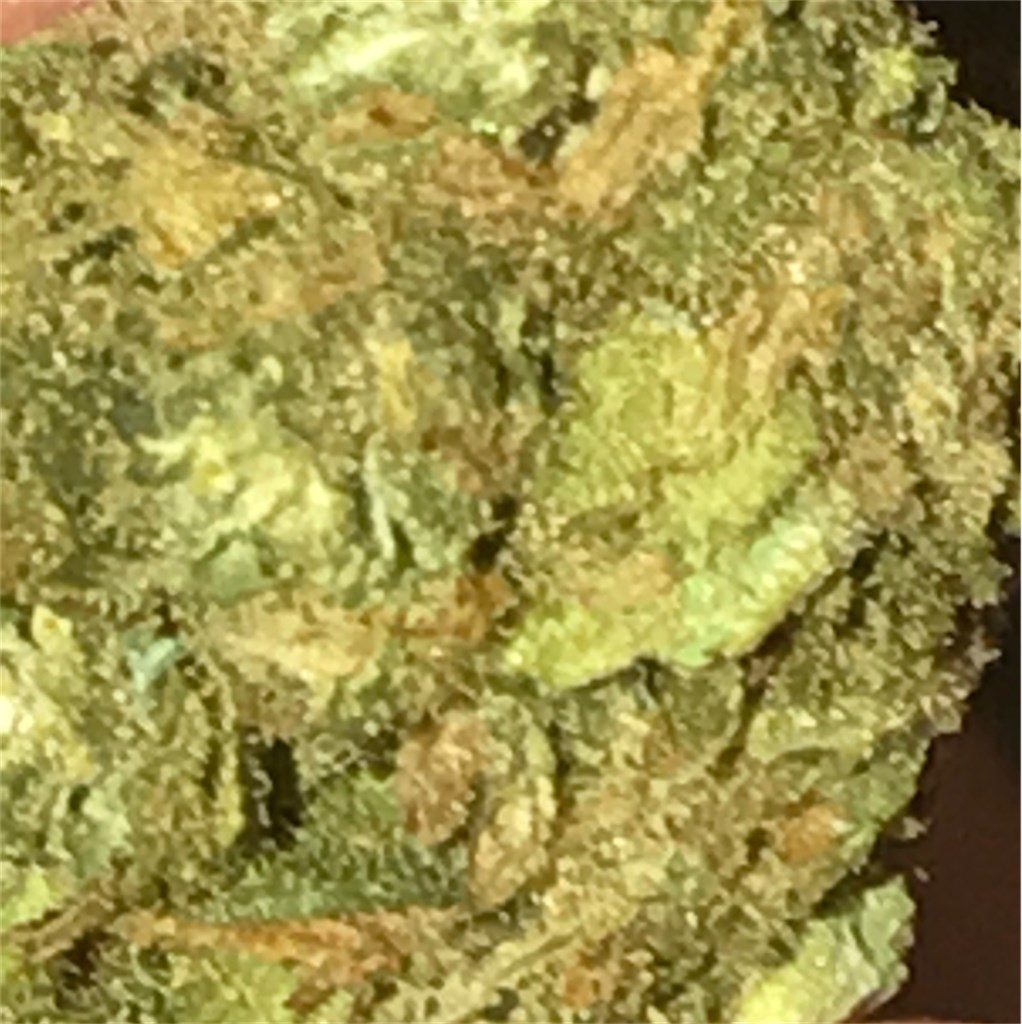 tangie__primary_41b5.jpg?auto=