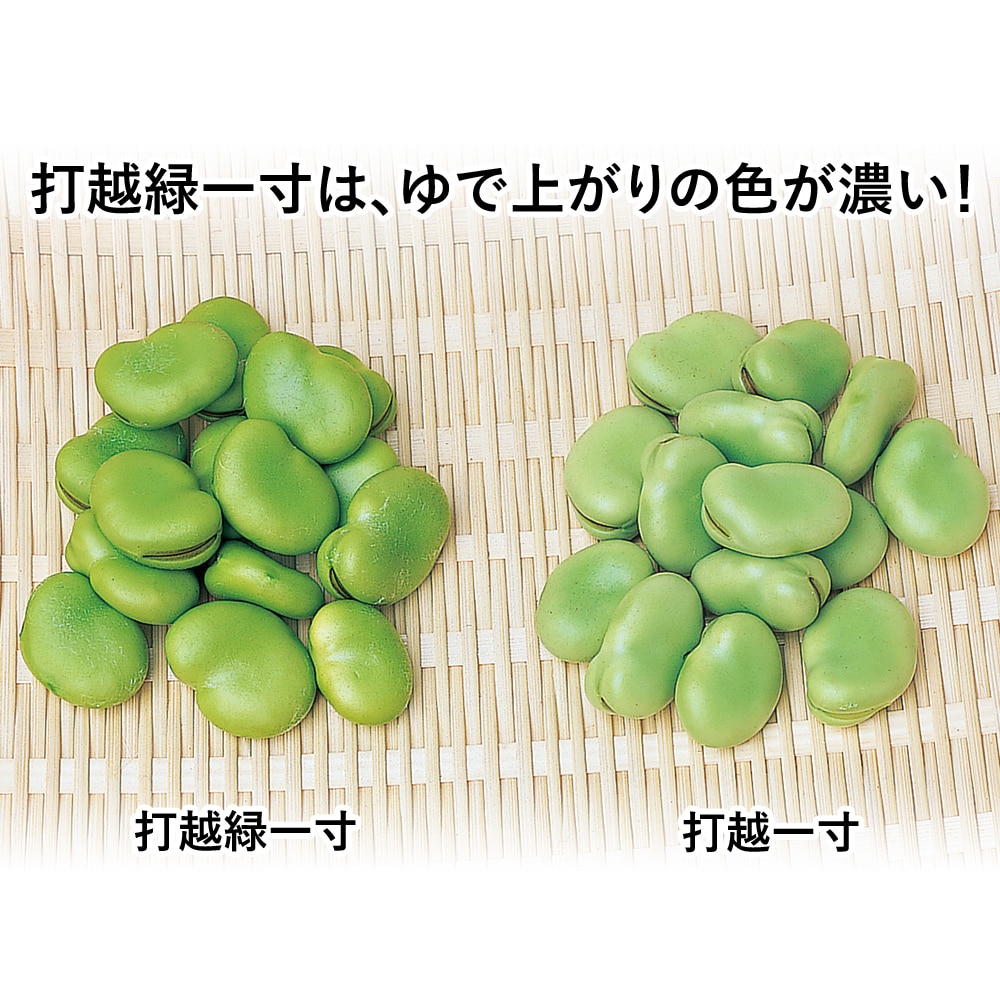 ソラマメ 打越緑一寸｜種（タネ）,球根,苗,資材,ガーデニンググッズの