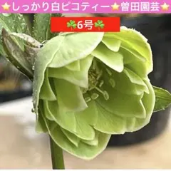 2026年最新】曽田園芸の人気アイテム - メルカリ