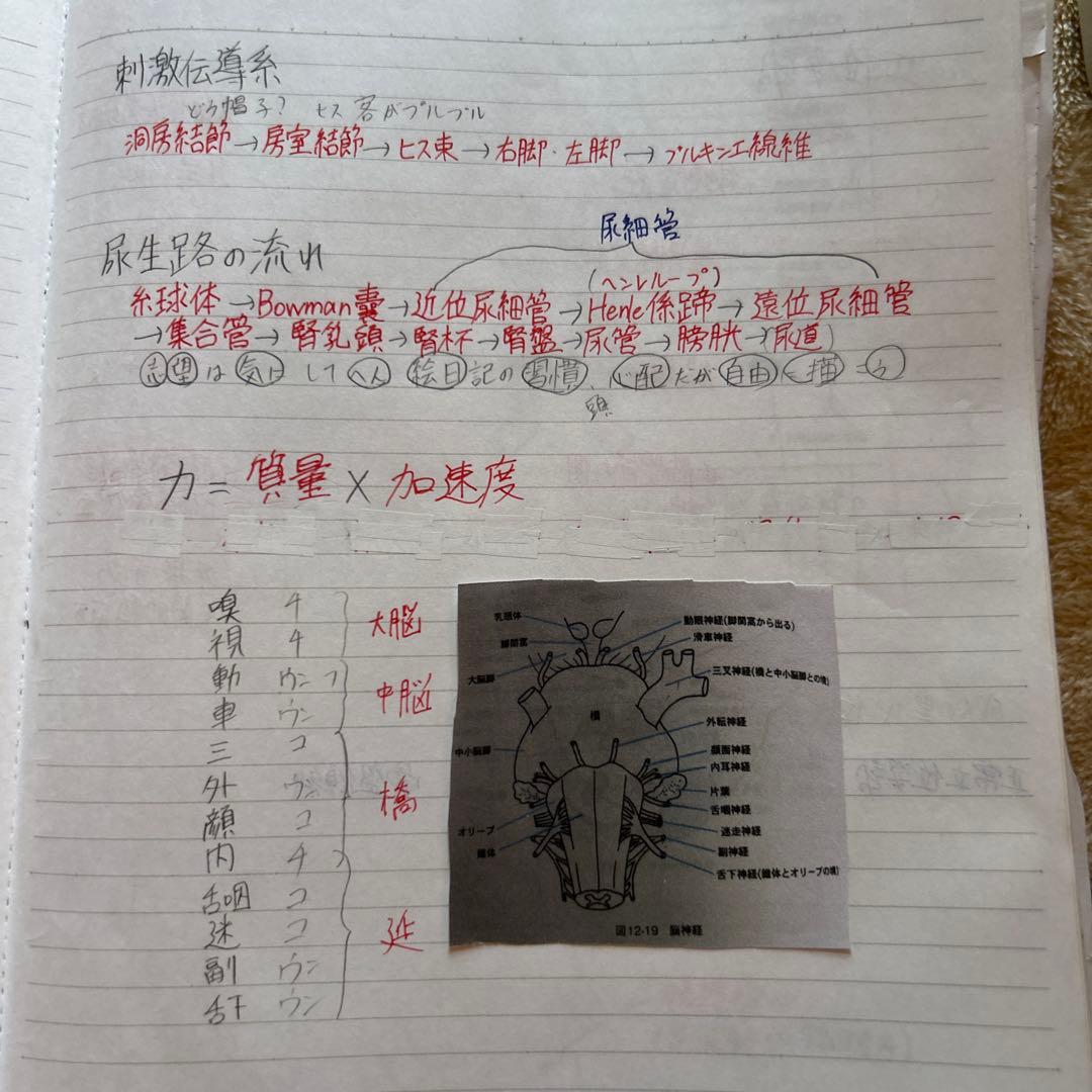 作業療法士 国家試験 勉強ノート - メルカリ